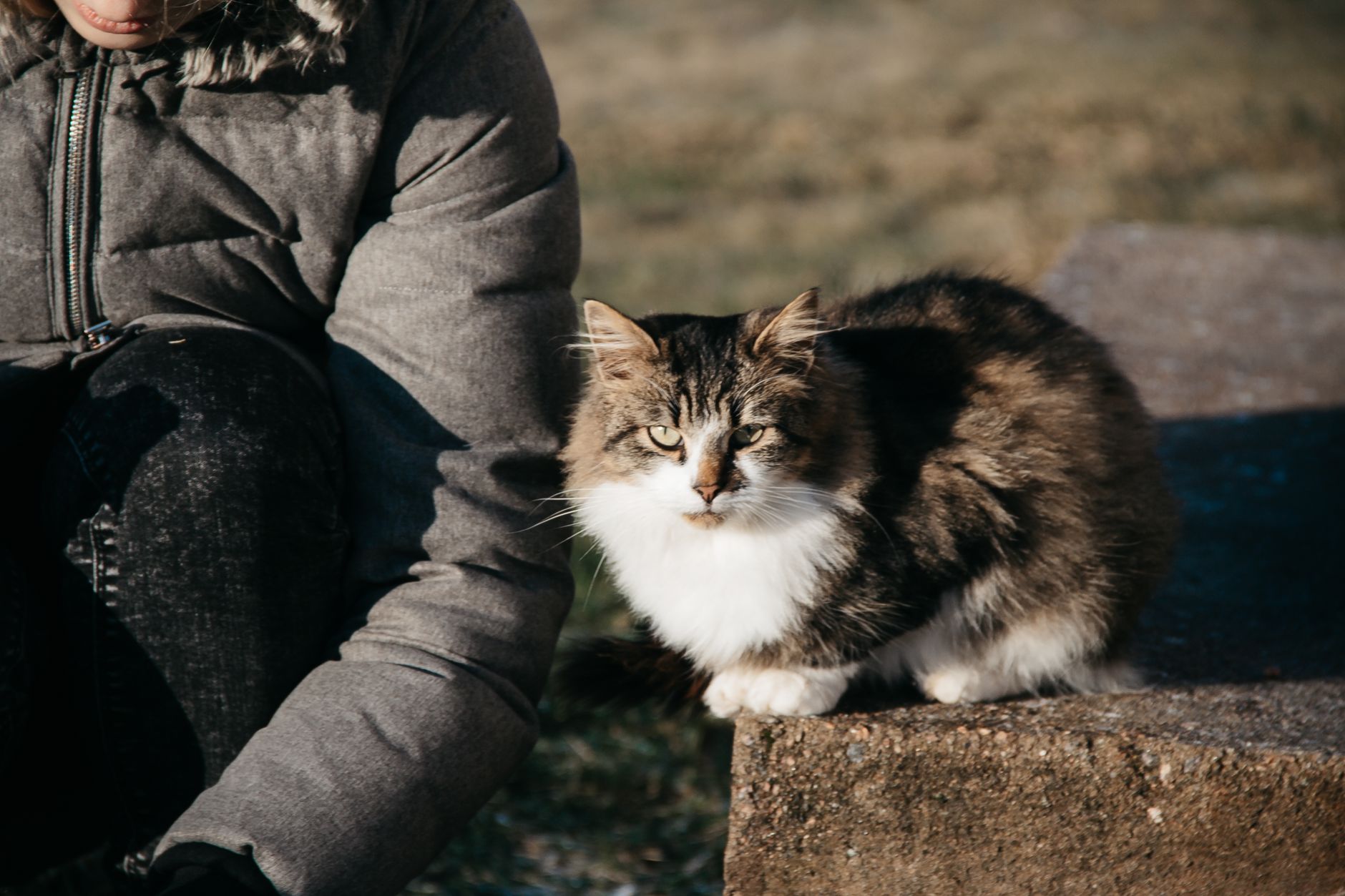 A fluffy cat with striking fur sitting outdoors in winter sunlight, perfect for pet lovers.
