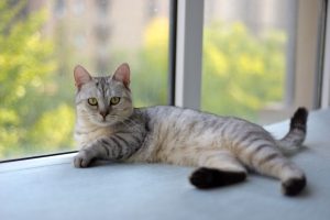 Diabetes bei der Katze: Fütterung mit wenig Kohlenhydraten
