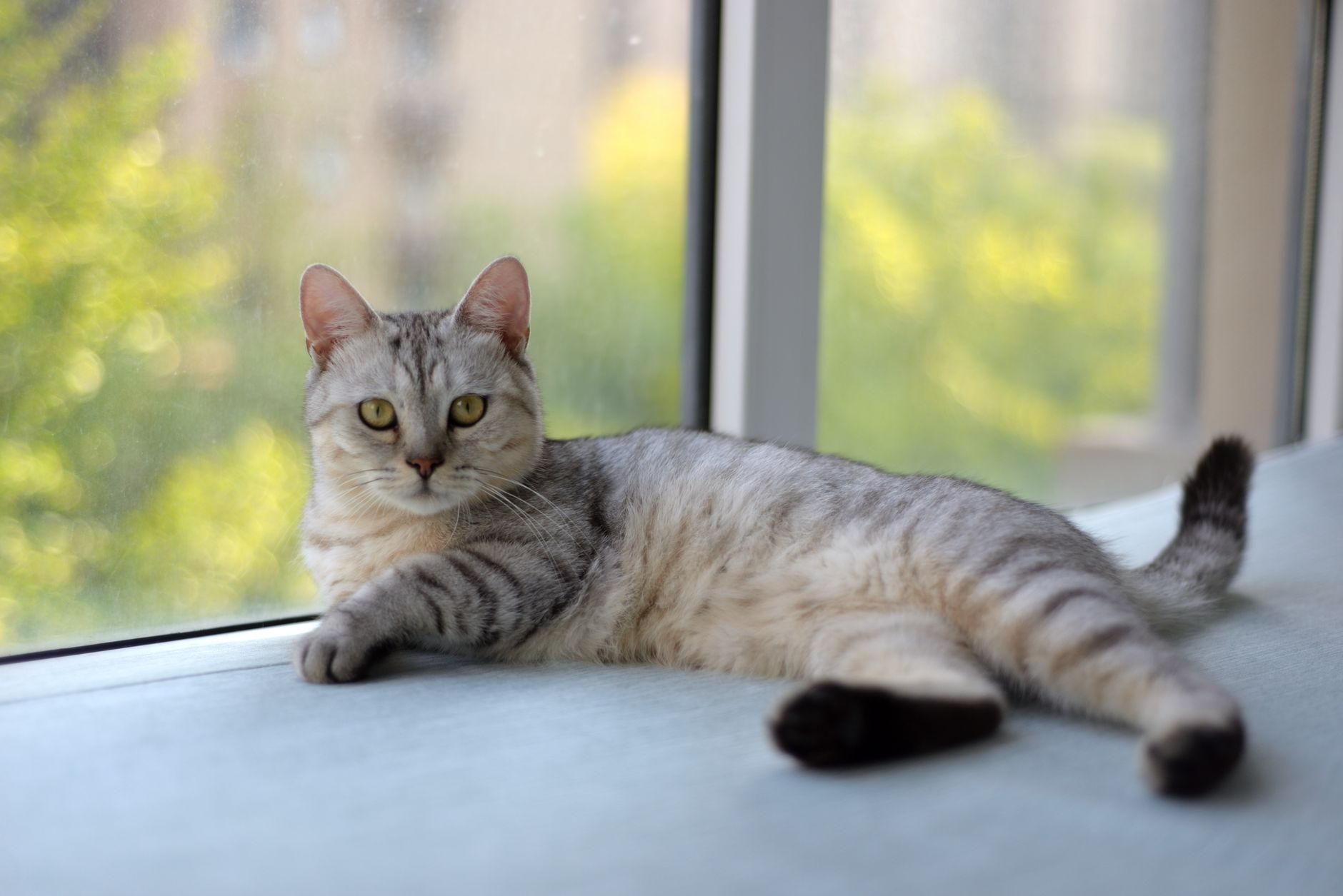 Diabetes bei der Katze: Fütterung mit wenig Kohlenhydraten