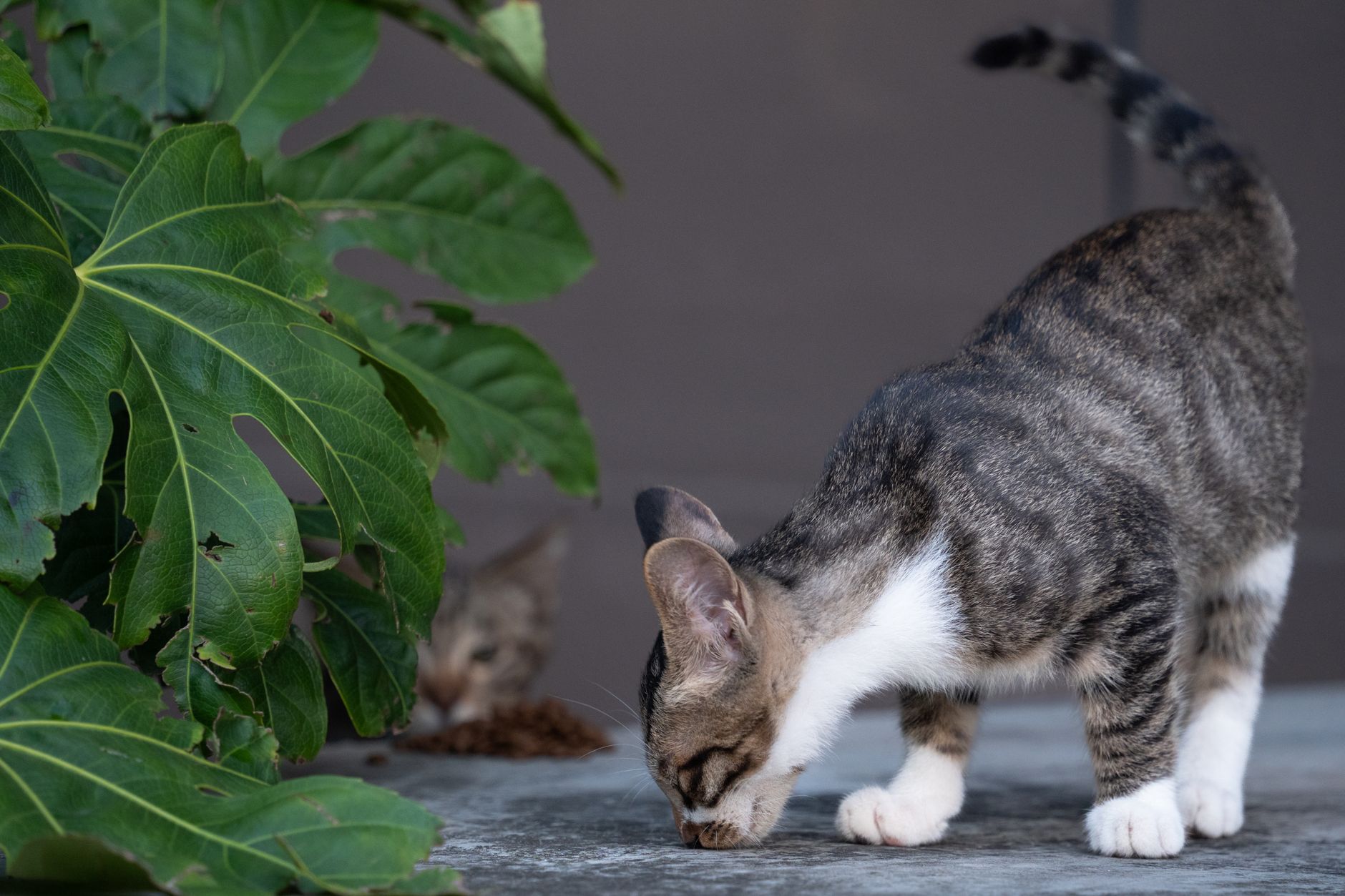 A tabby cat explores on a patio with lush green fig leaves nearby, capturing curiosity and nature.