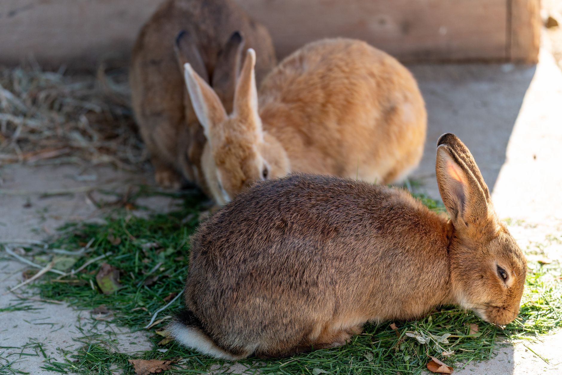 Three rabbits with brown fur eating fresh grass in a sunny outdoor enclosure.