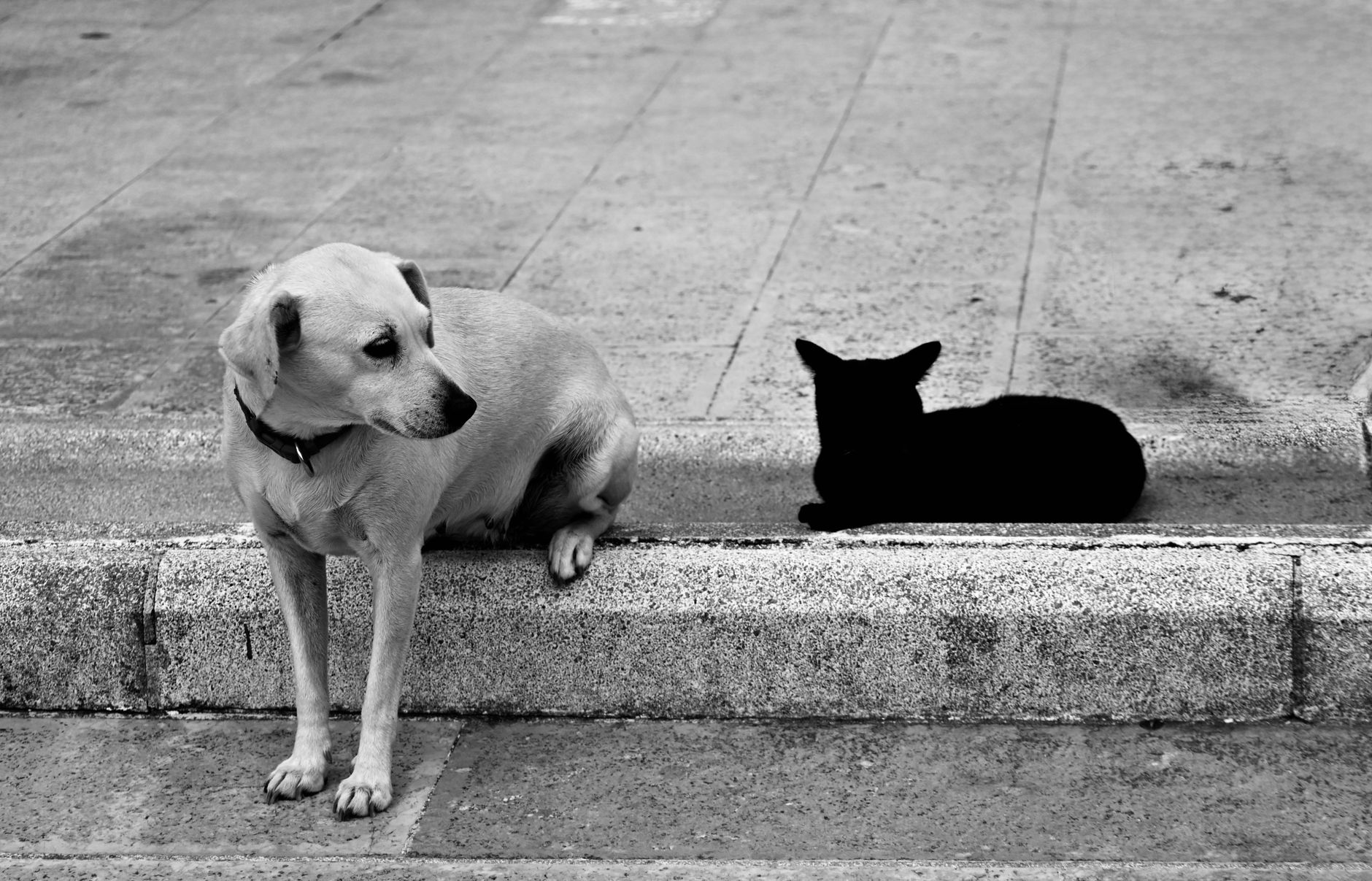 A black and white photo of a dog and cat sitting on the pavement, outdoors.