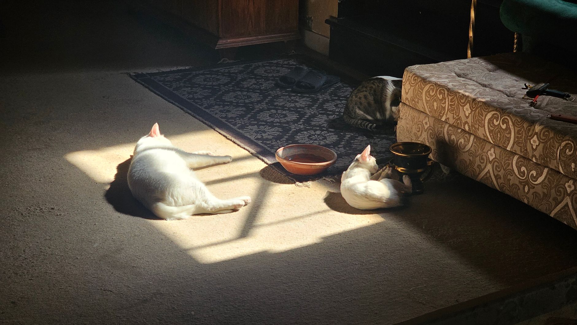 Three cats basking in sunlight on an indoor carpeted floor, creating a warm, peaceful scene.