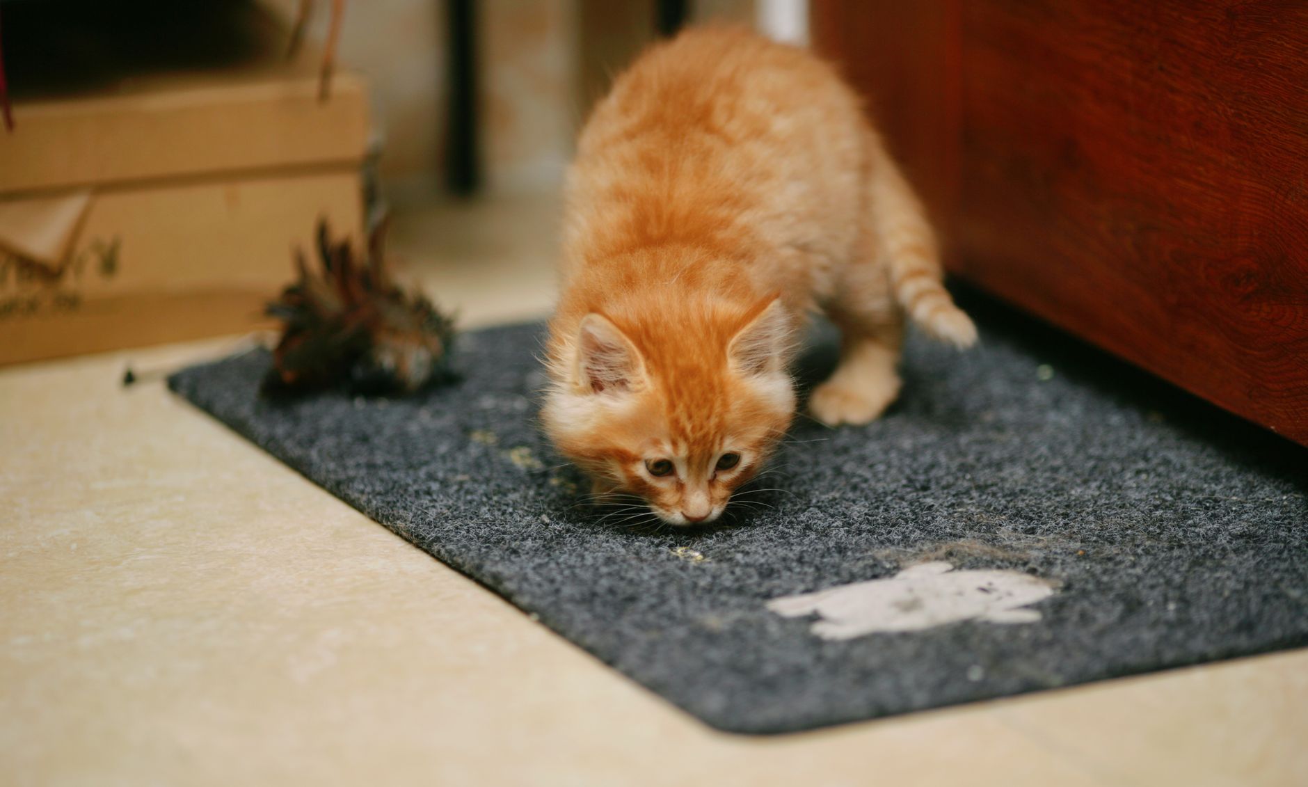 Adorable orange kitten curiously exploring indoors on a dark carpet.