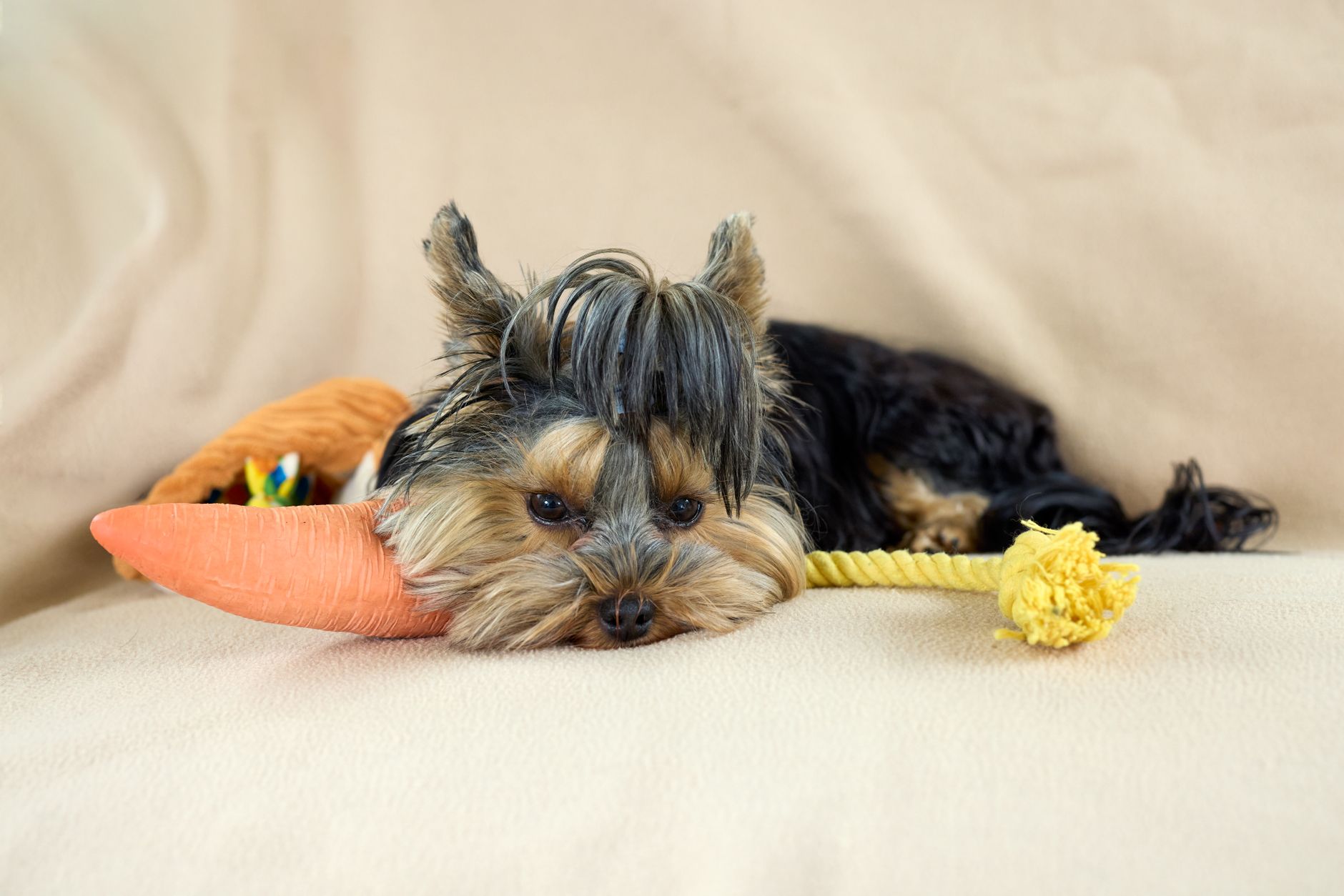 Cute Yorkshire Terrier puppy resting indoors with a carrot toy and rope on a beige blanket.