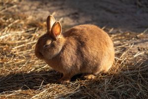 Kaninchen mit Übergewicht: Pellets weglassen, Heu satt