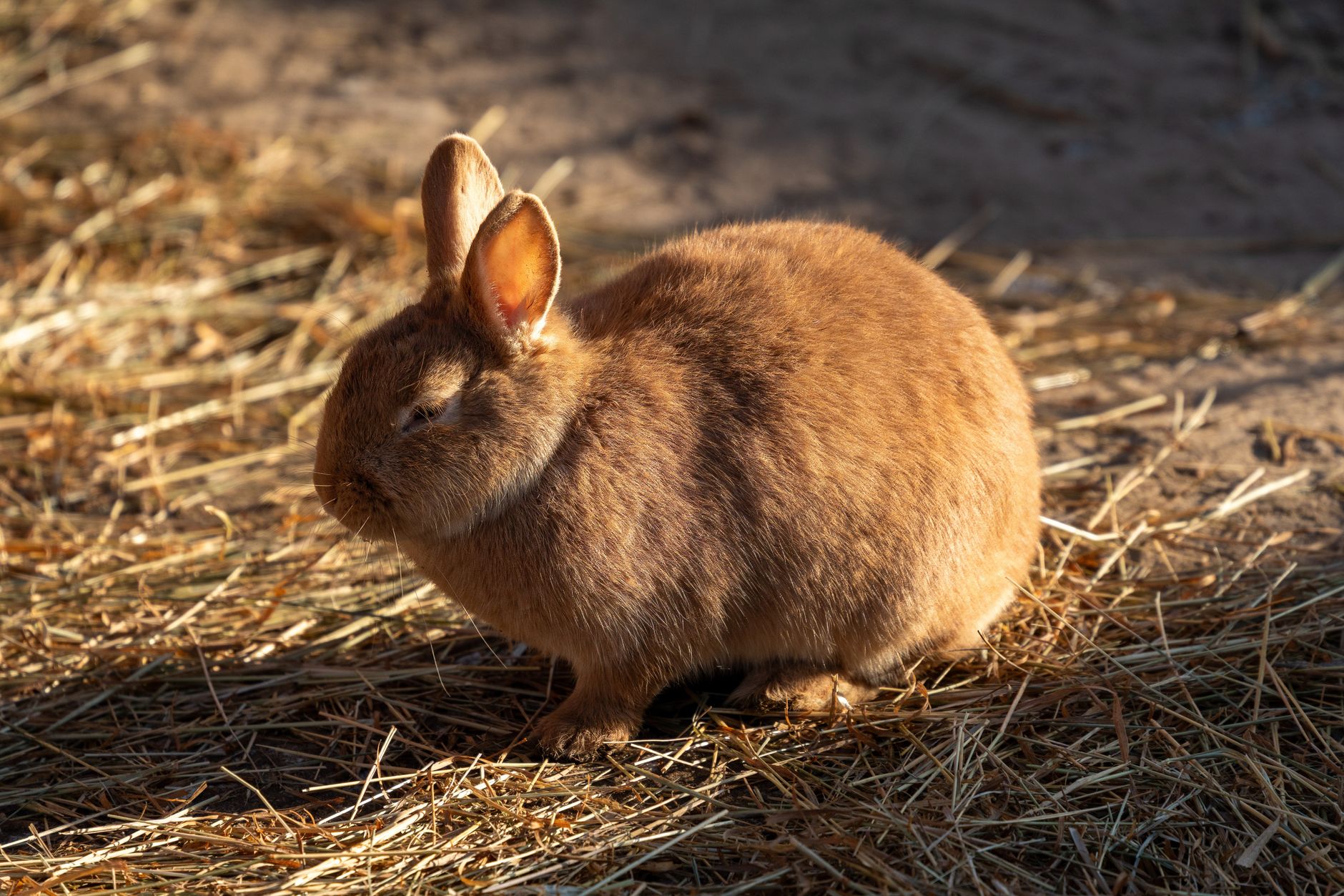 Kaninchen mit Übergewicht: Pellets weglassen, Heu satt