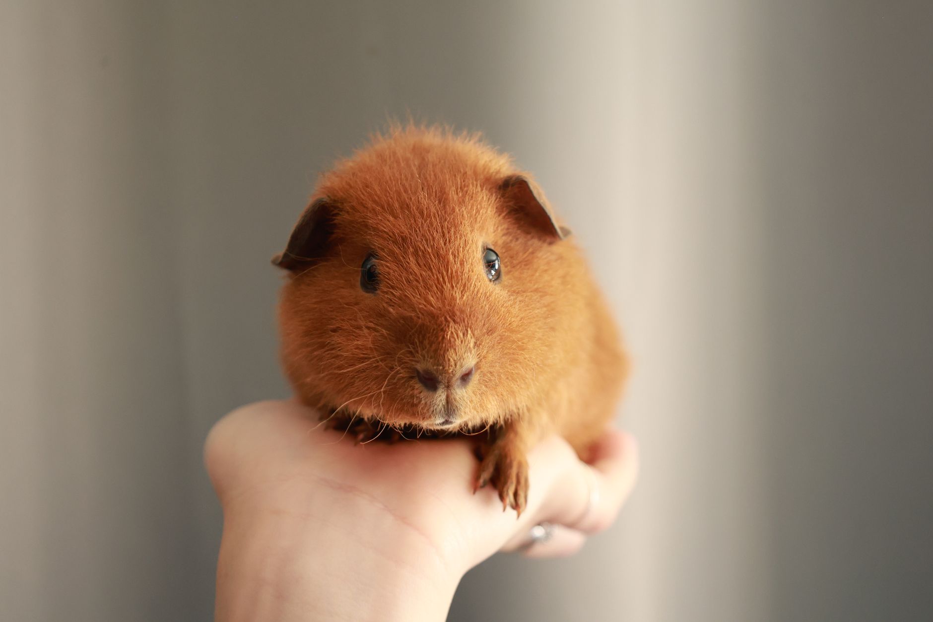 A cute guinea pig held gently in a hand, showcasing its soft fur and adorable face.