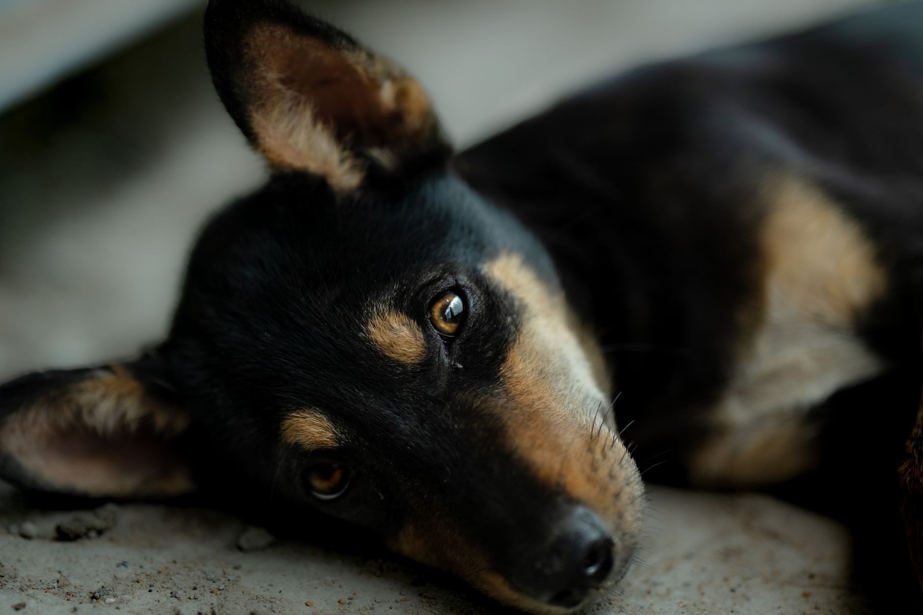 A serene black and tan puppy lies comfortably, showcasing cute and calming vibes.