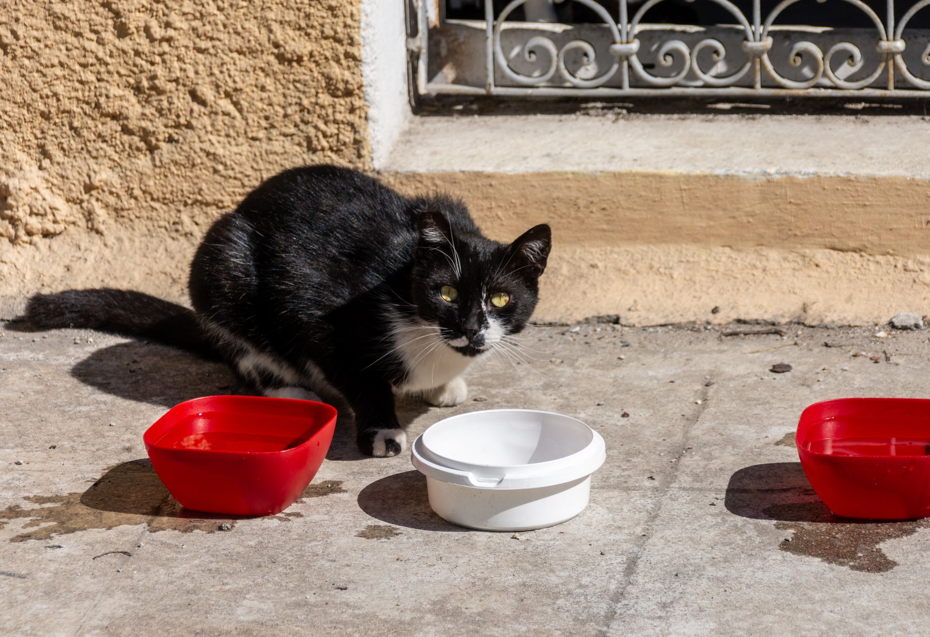 Katze nach der Kastration: Futter anpassen und Gewicht halten