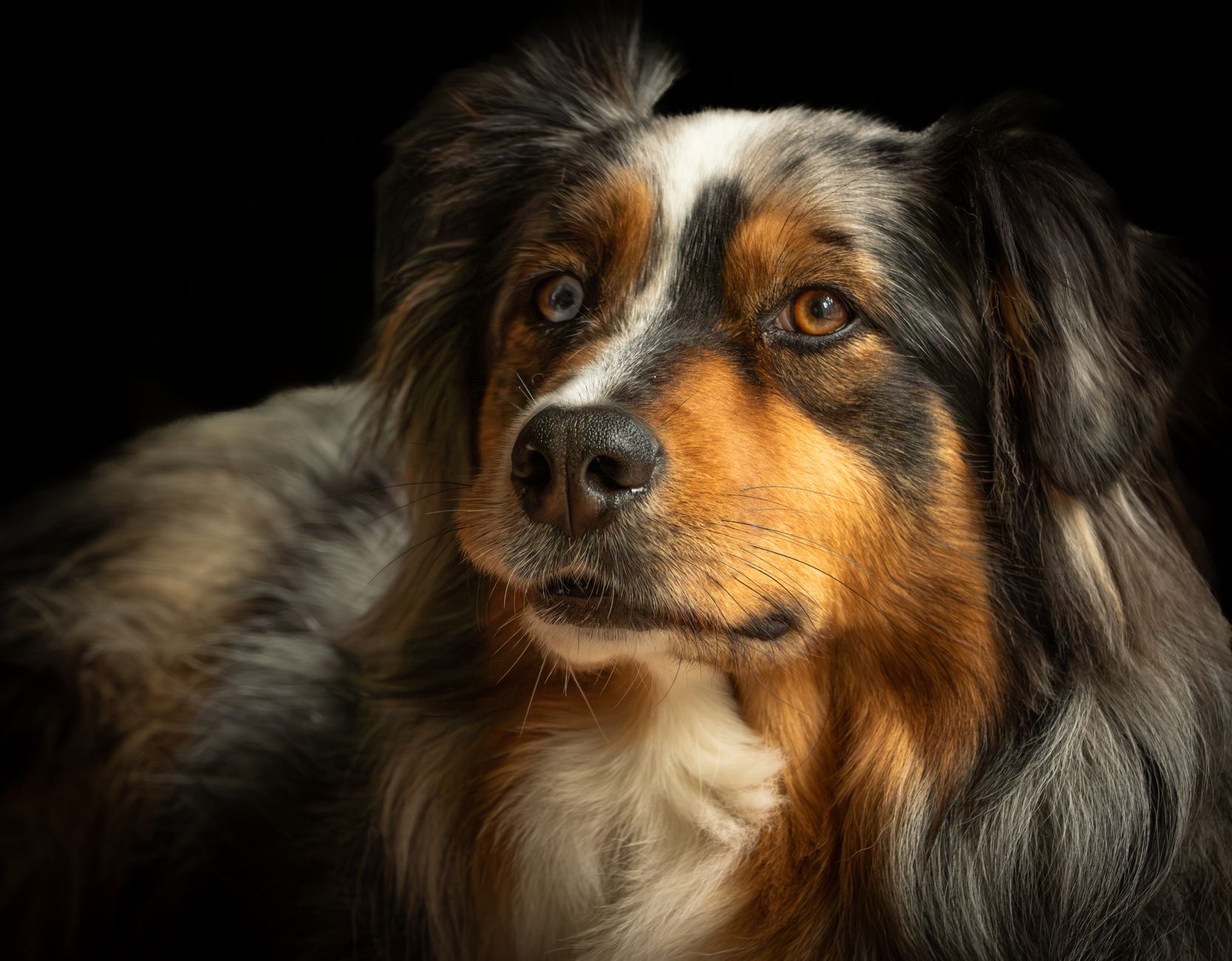 Tabletten geben bei Hund und Katze: Tricks, Verstecken, Pillentaschen