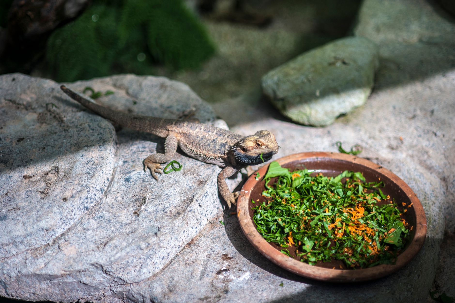 Bartagame füttern: Insekten, Grünzeug und Kalzium