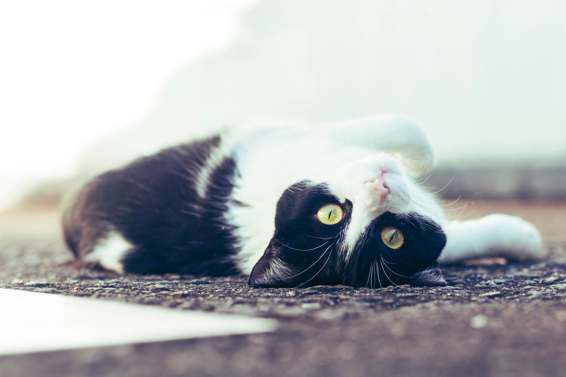 A black and white cat lying playfully on the ground in a relaxed pose, with vivid green eyes.
