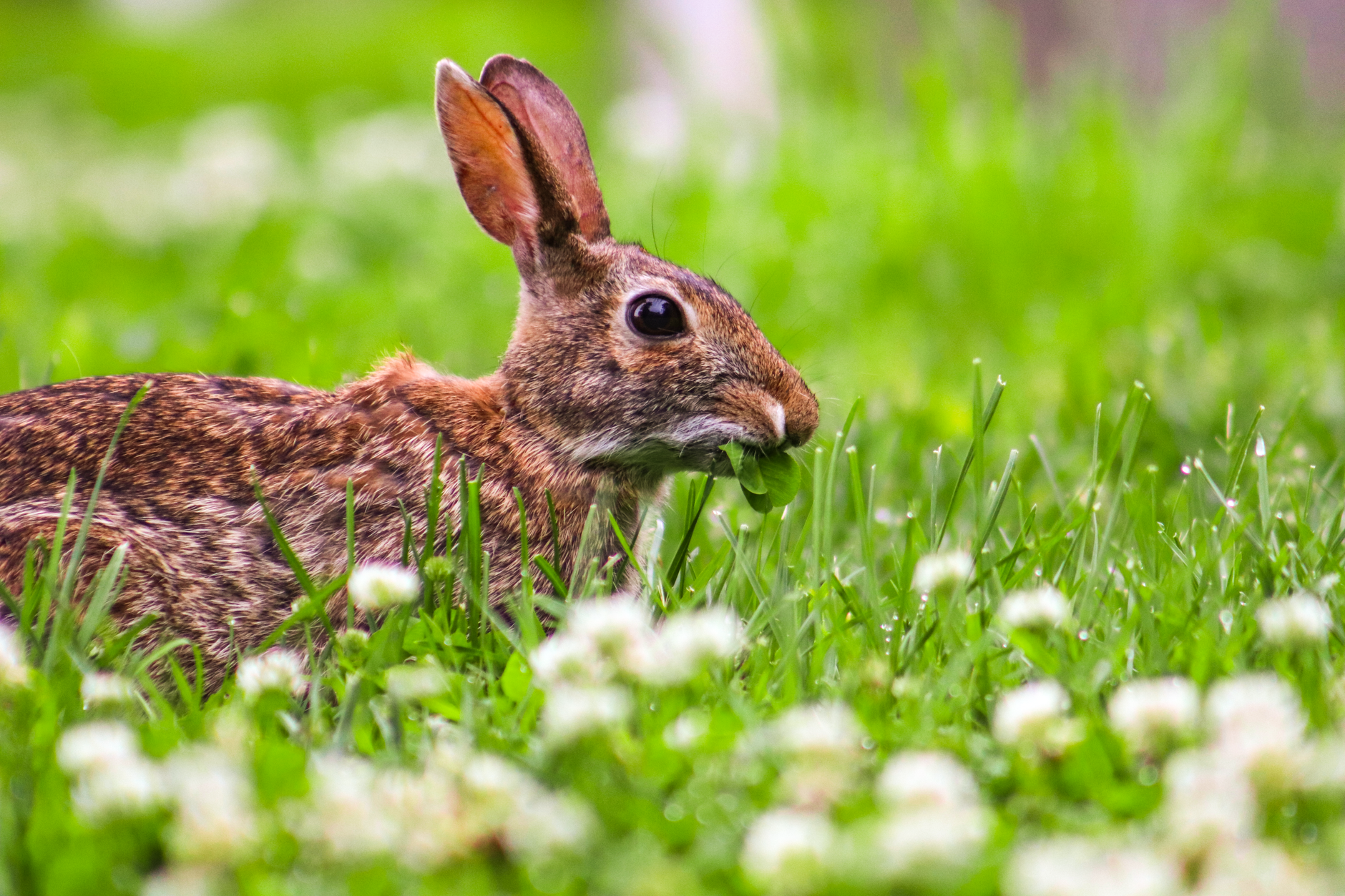 Kaninchen mit Blähungen: Füttern, beobachten, handeln