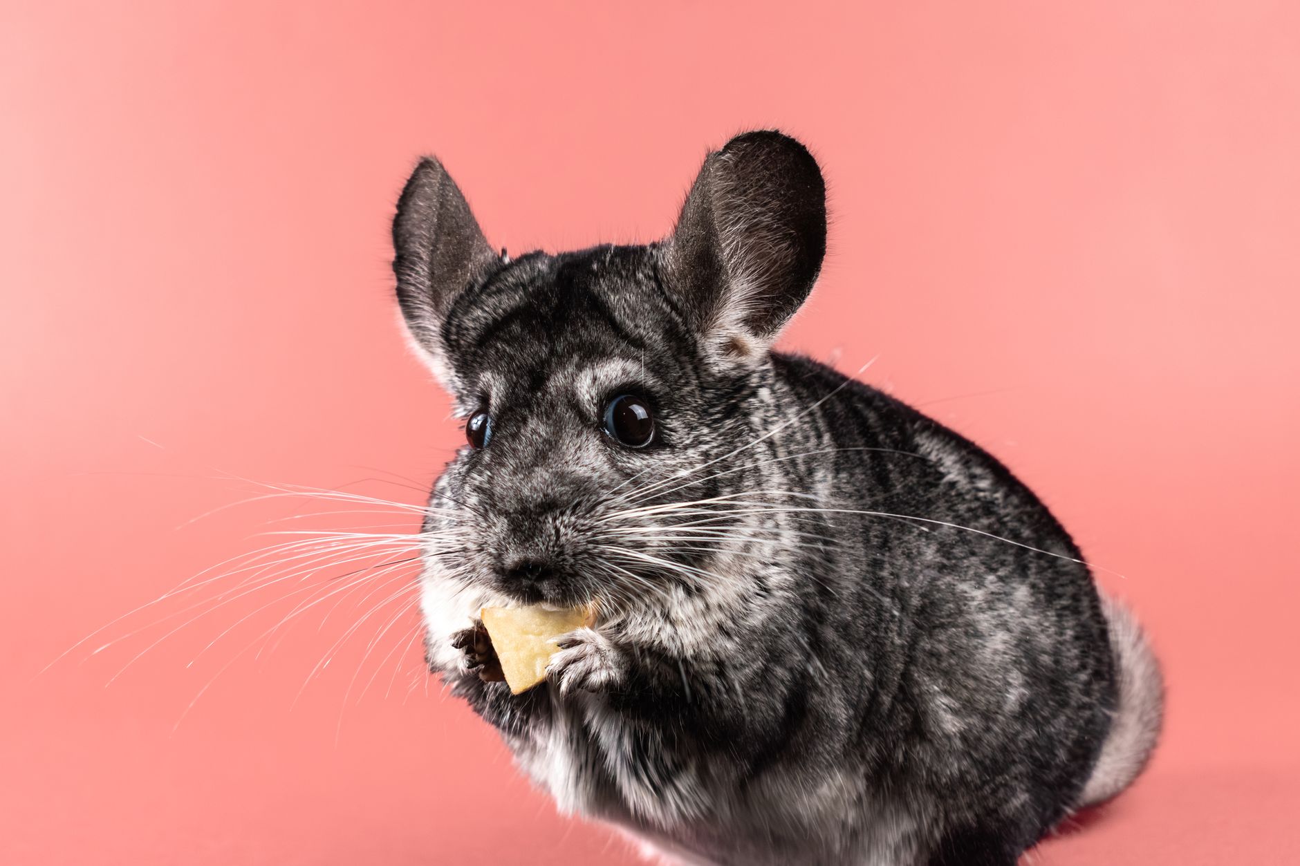 Cute chinchilla munching on food against a vibrant pink backdrop, perfect for pet lovers.