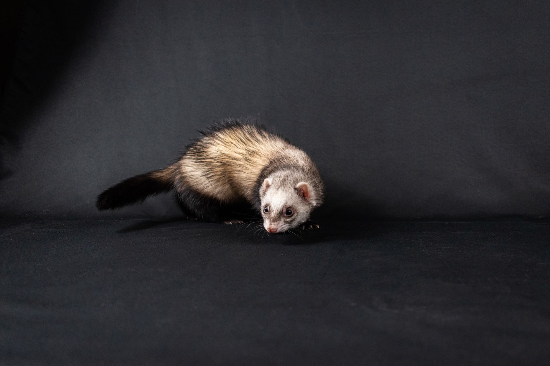 A cute ferret in a studio setting on a black background, perfect for pet lovers.