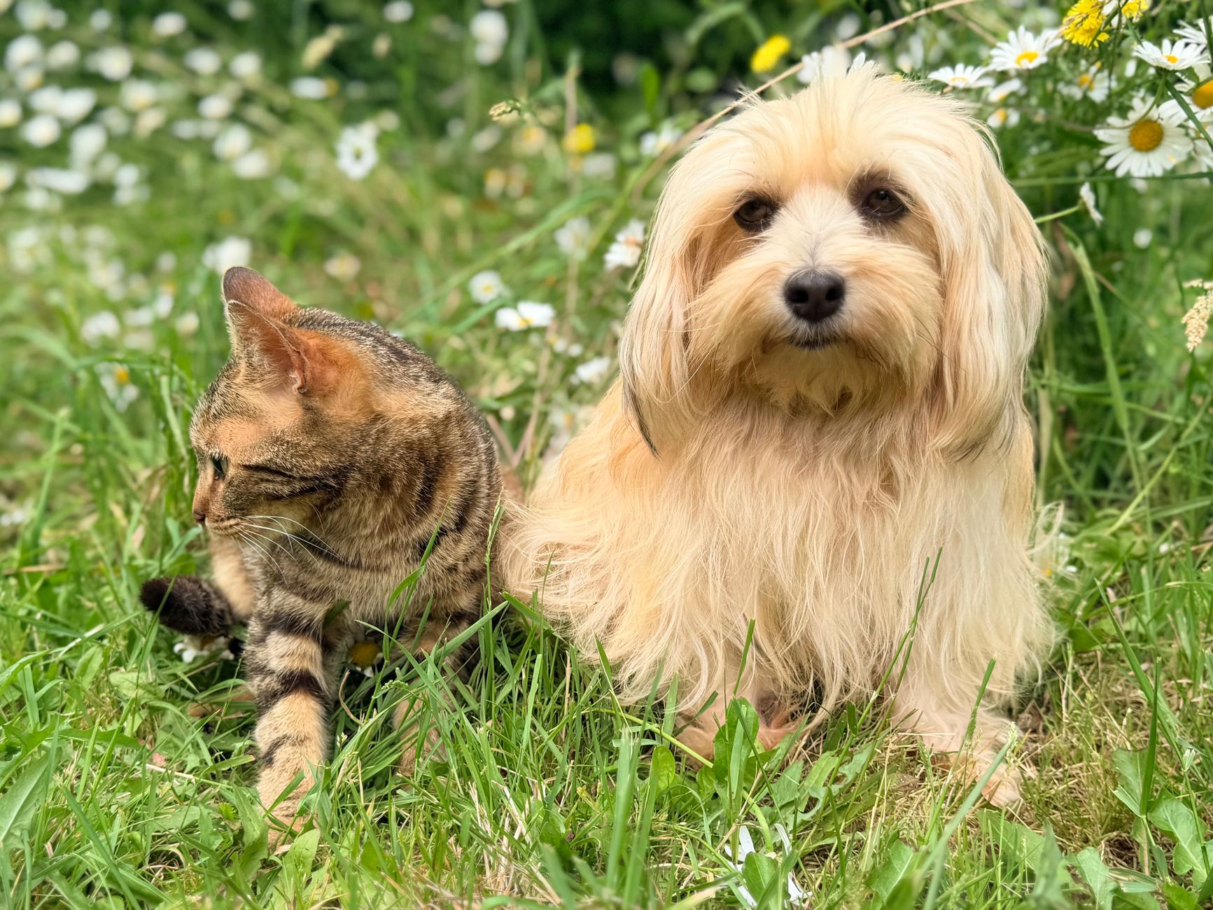 Probiotika für Hund und Katze: Wann sie helfen