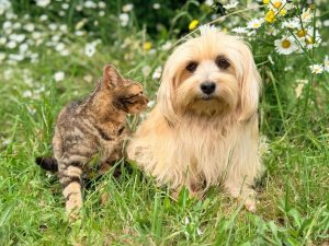 Omega-3 für Hund und Katze: Lachsöl, Leinöl und Dosierung
