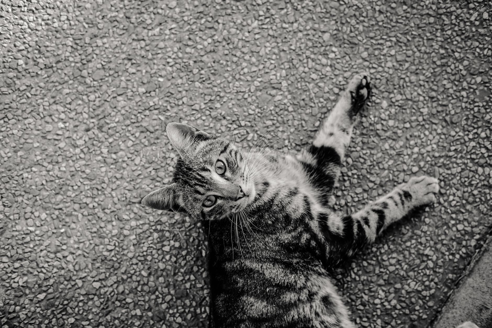 A black and white photo of a tabby cat lying on a textured surface, looking at the camera.