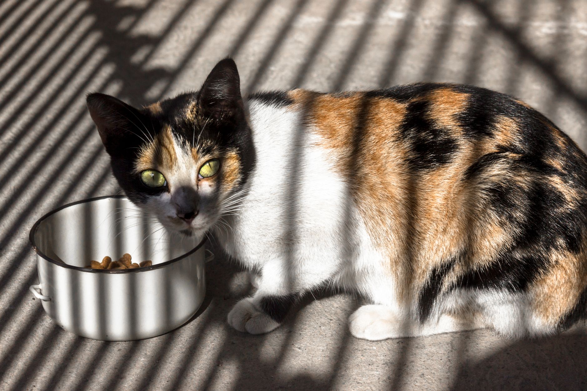 A calico cat enjoys a meal from a bowl while sunlight casts dramatic shadows.