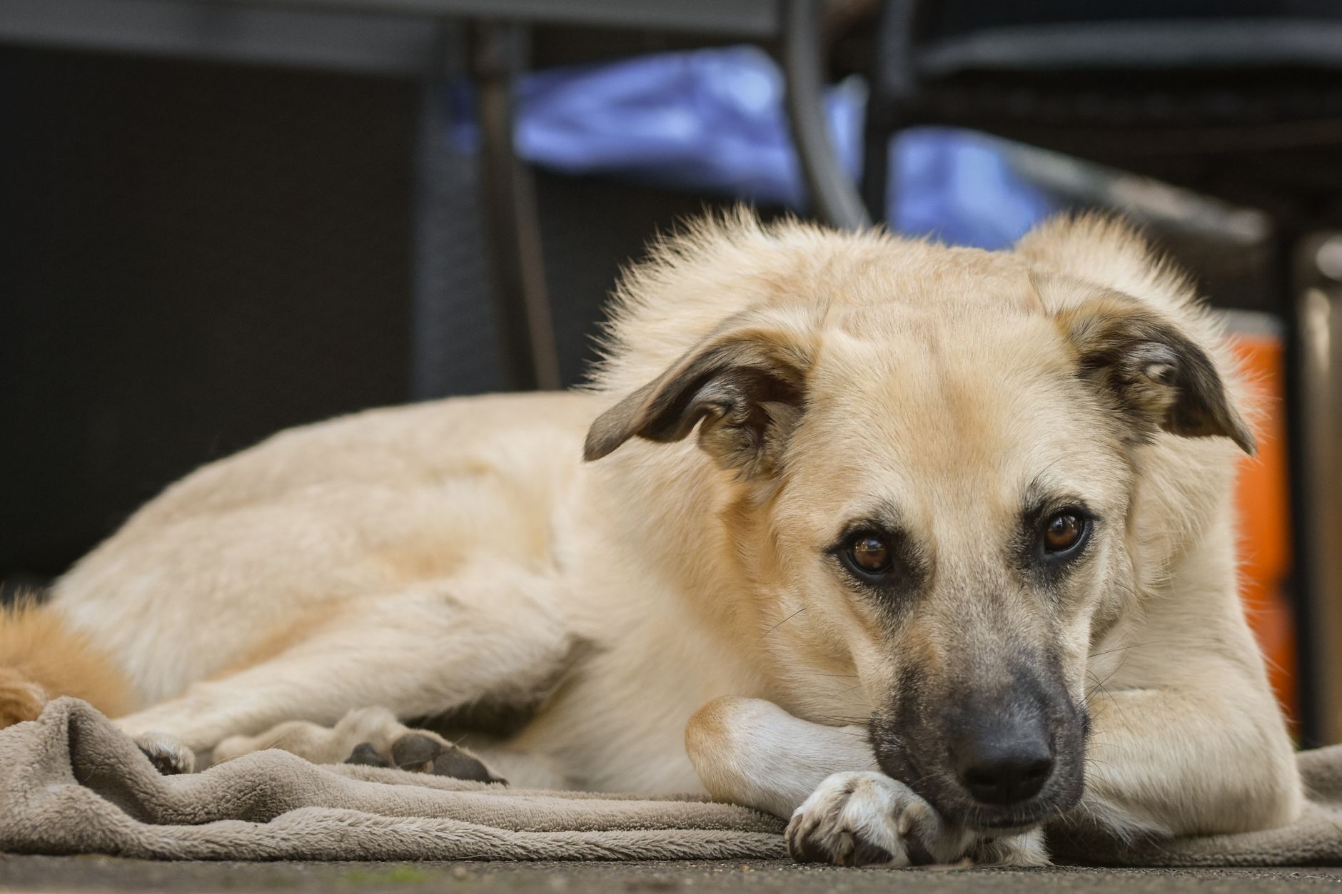 A relaxed tan dog lying on a cozy blanket outdoors with a thoughtful gaze.