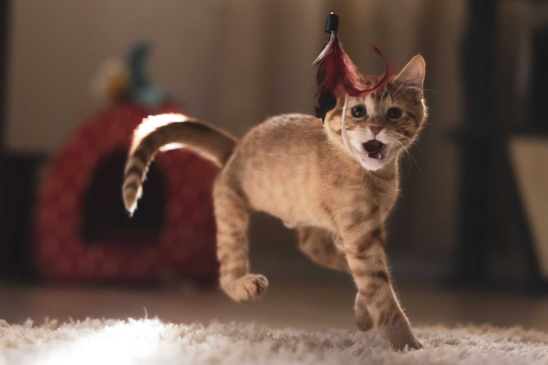 A cute tabby kitten with stripes playfully jumps while chasing a feather toy indoors.