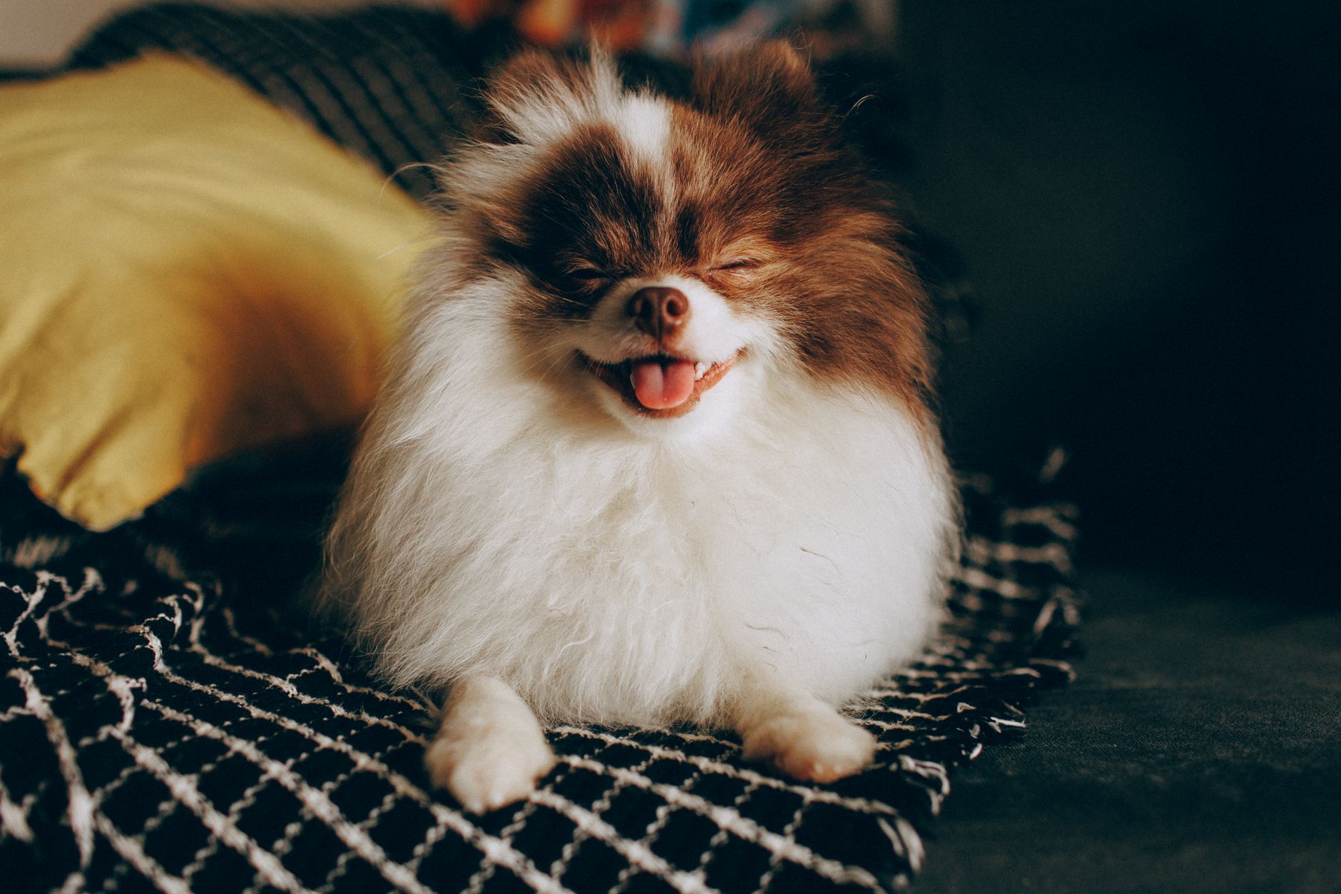 Adorable Pomeranian dog with fluffy coat relaxing and smiling indoors. Perfect for pet lovers!
