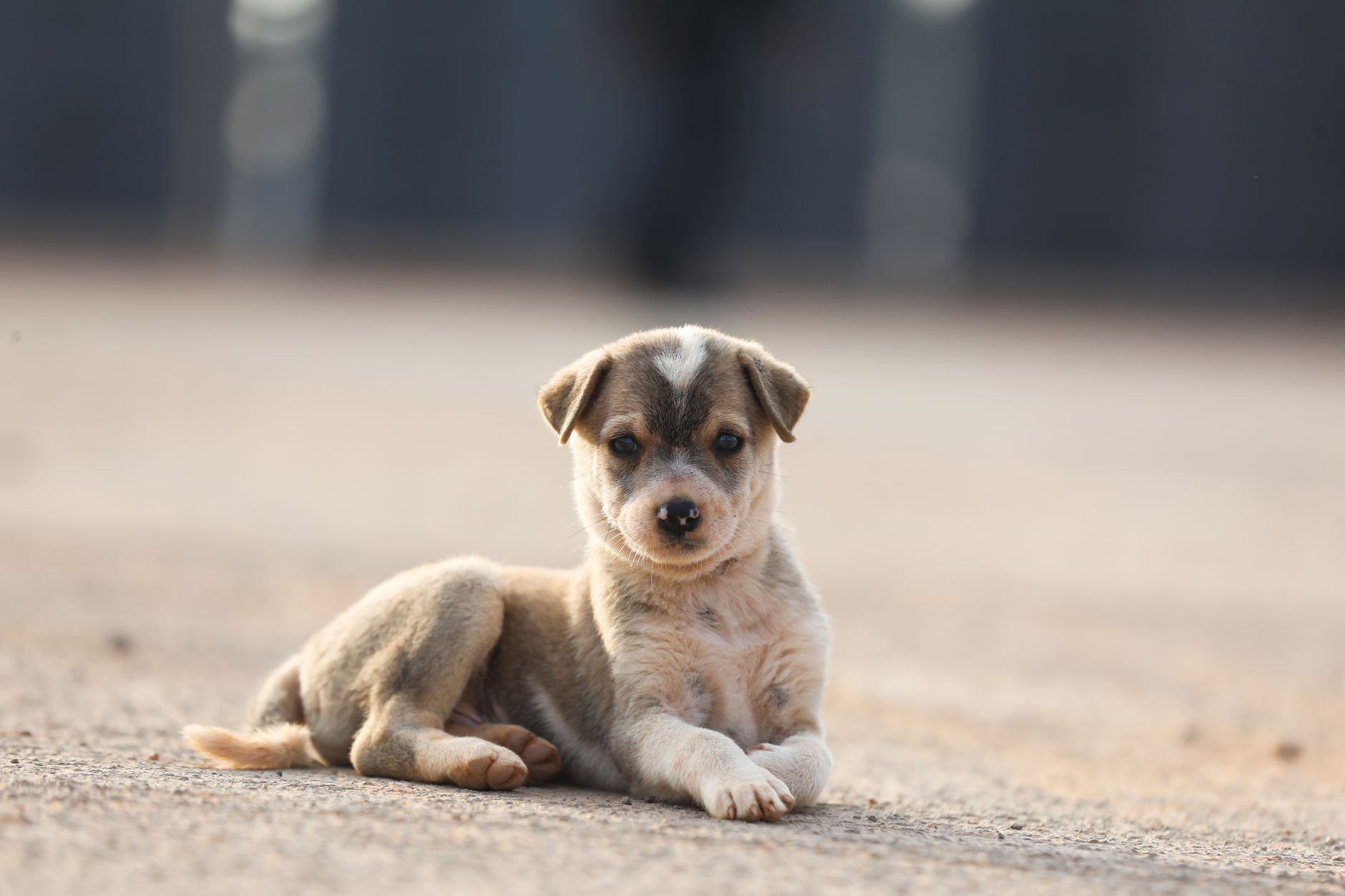 A cute puppy relaxing on a sunlit surface, showcasing youthful innocence and charm.