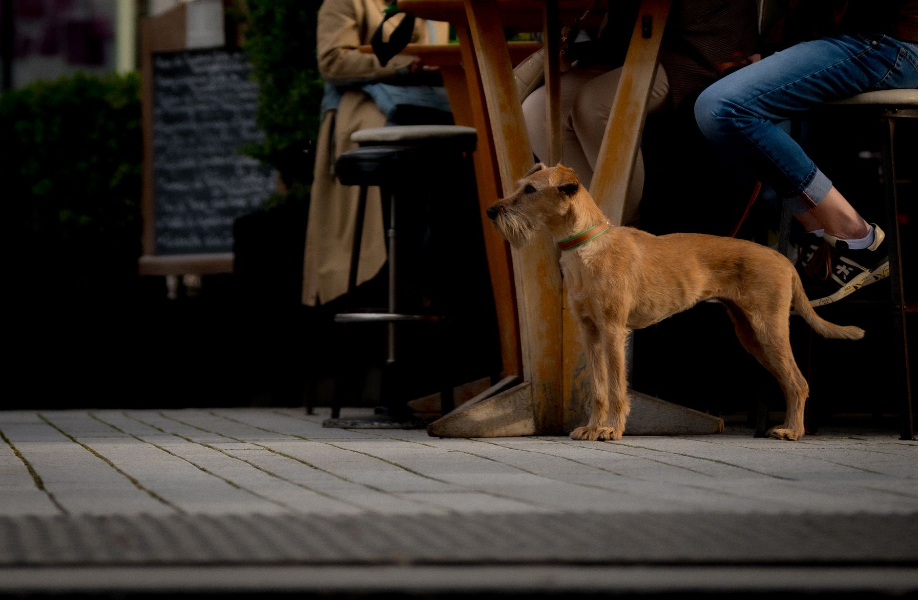A brown dog stands attentively by an outdoor cafe with patrons seated nearby.