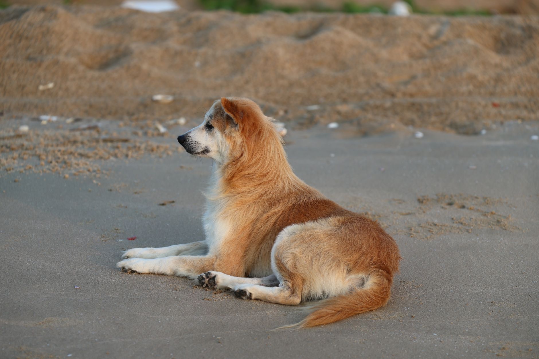 A calm dog resting on the sandy beach of Mui Ne, Vietnam, enjoying a tranquil day.