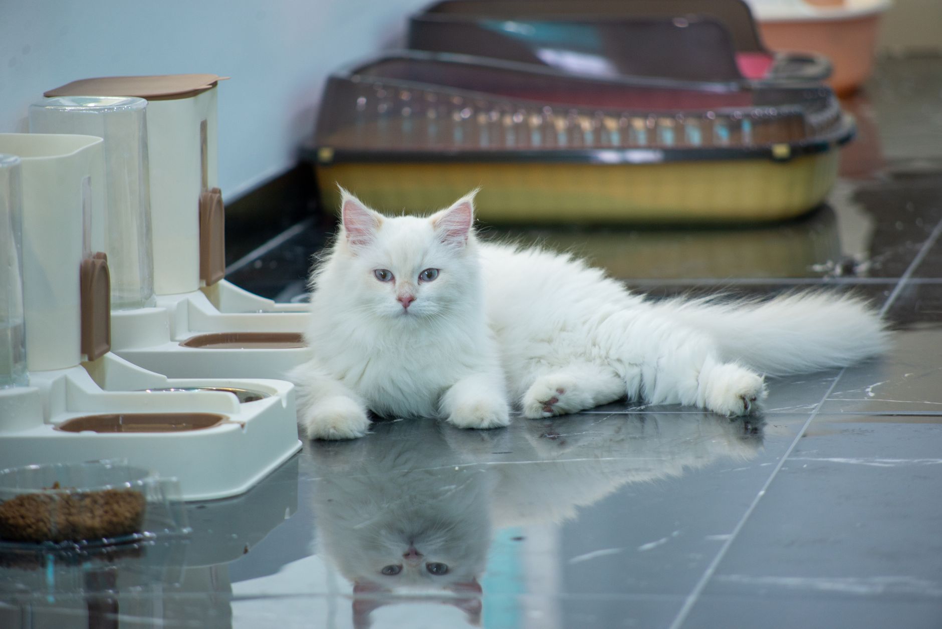 A fluffy white cat rests on a tiled floor indoors, surrounded by feeding dishes.