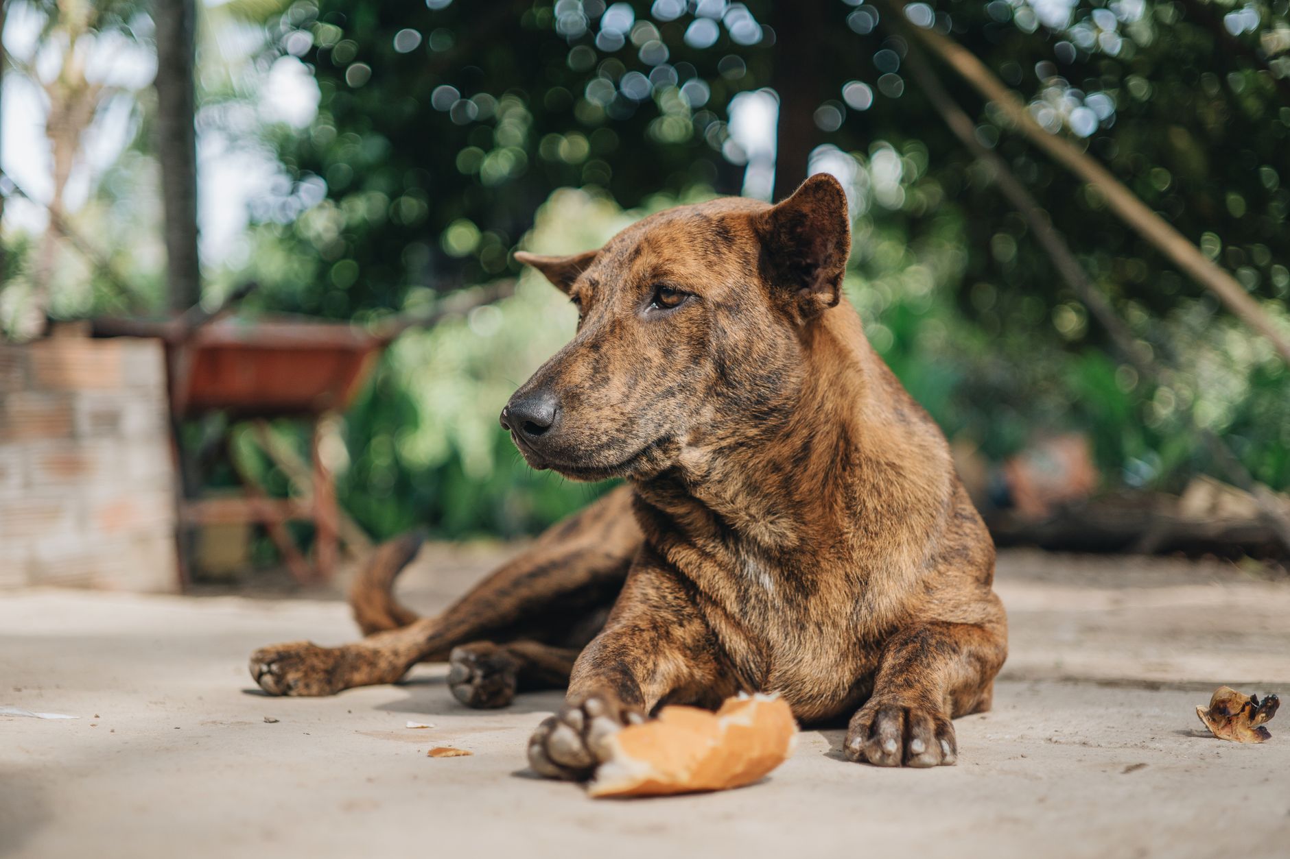 Hund nach Zahn-OP: Weiche Kost für die ersten Tage