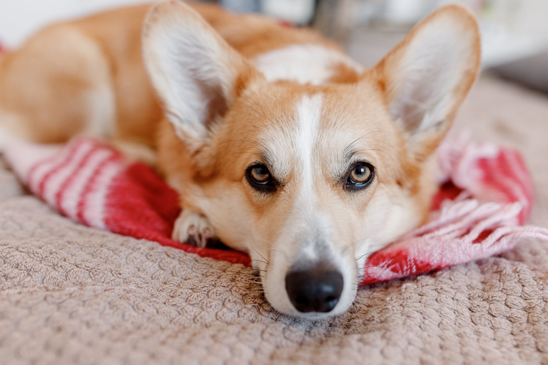 Close-up of a corgi dog lying down comfortably on a blanket indoors.