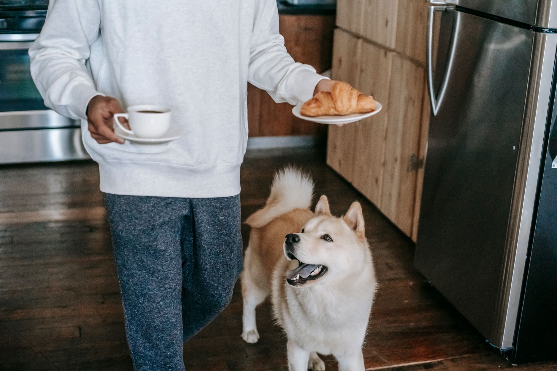 Crop faceless young male owner in casual clothes walking in kitchen near curious Akita Inu dog with