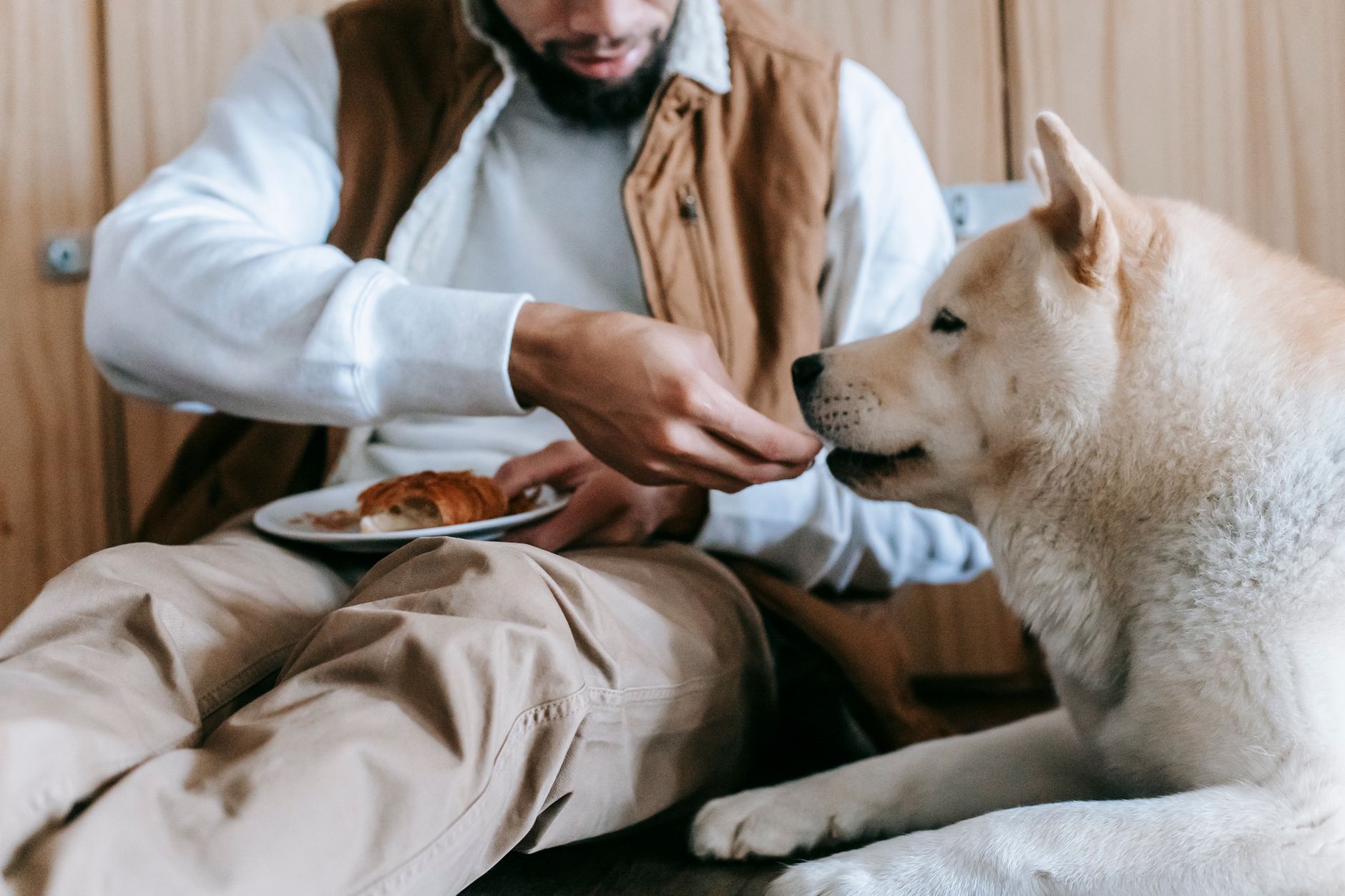 Crop anonymous guy in casual clothes sitting in light room and feeding treats for Akita Inu dog on f