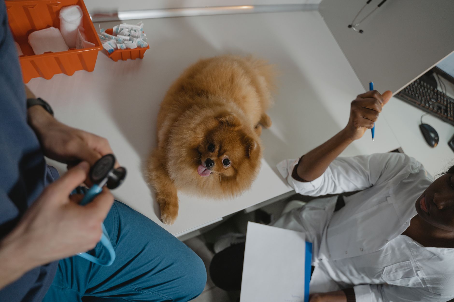 A fluffy Pomeranian dog receiving a medical checkup at a veterinary clinic, attended by professional