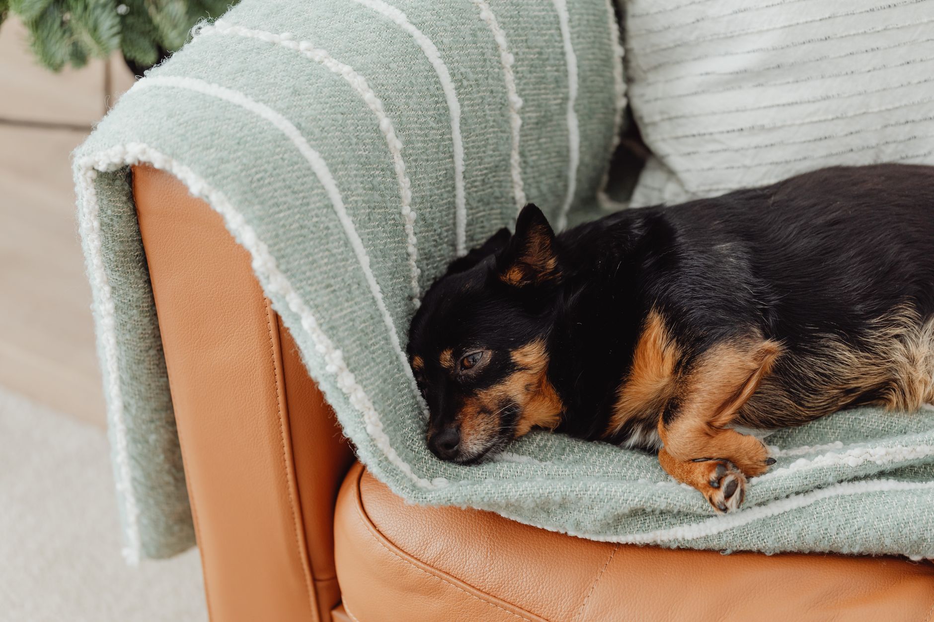 A small chihuahua dog comfortably resting on a leather couch draped with a green blanket.