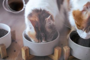 Nierenkranke Katze: Worauf es bei der Fütterung ankommt