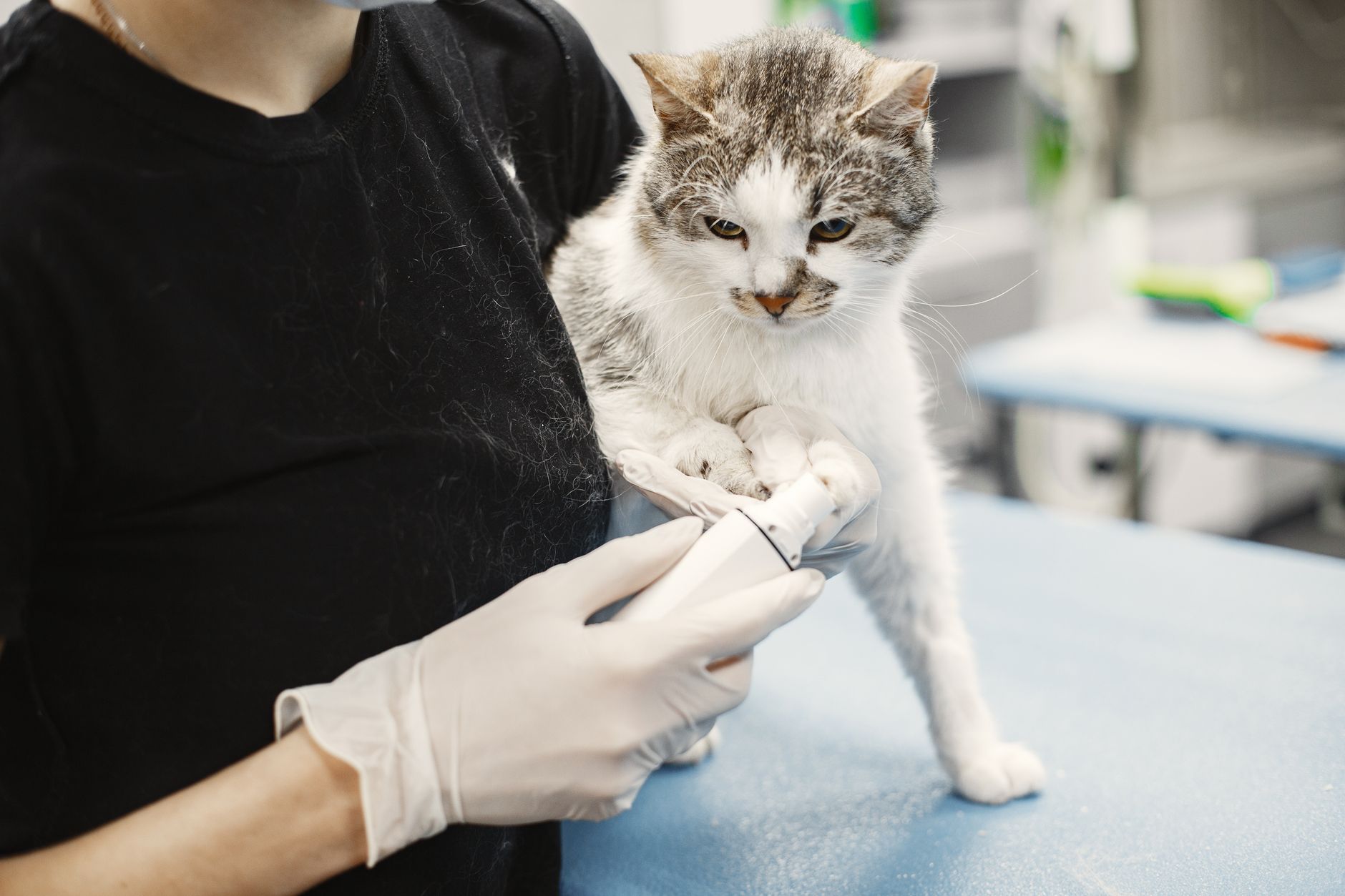 A white cat being examined by a veterinarian wearing surgical gloves in a clinic.