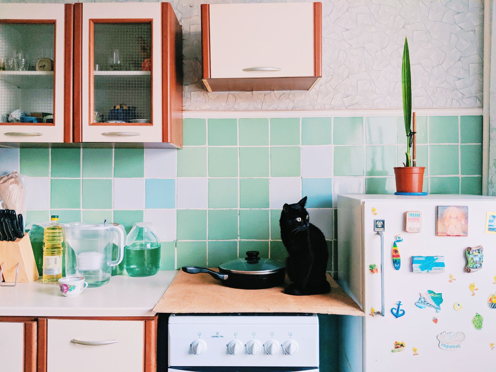 Cute black cat sitting on electric cooker in kitchen with cupboards and utensils near refrigerator w