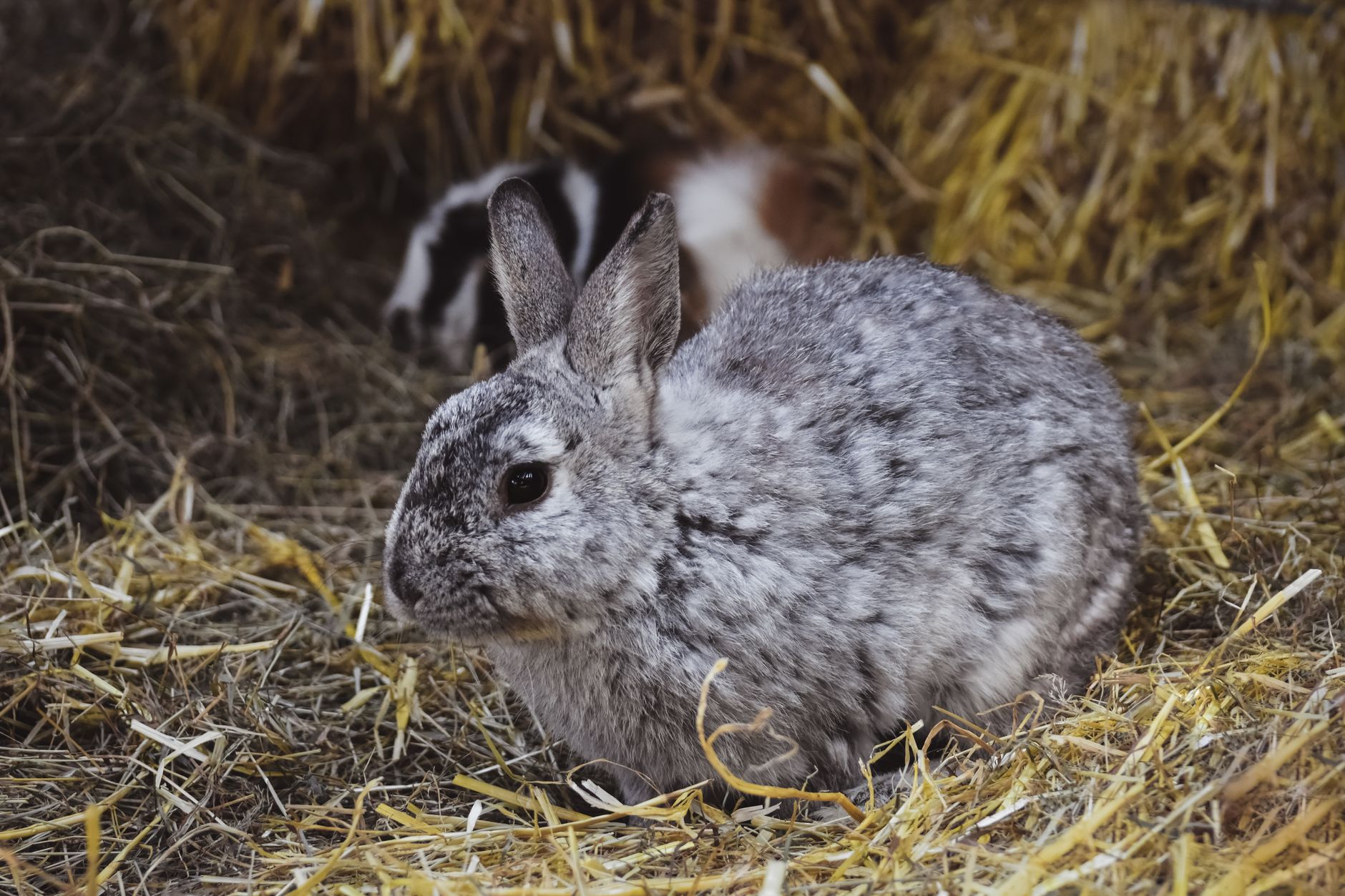 Charming gray rabbit sitting on hay in a farm environment, showcasing its cute furry appeal.