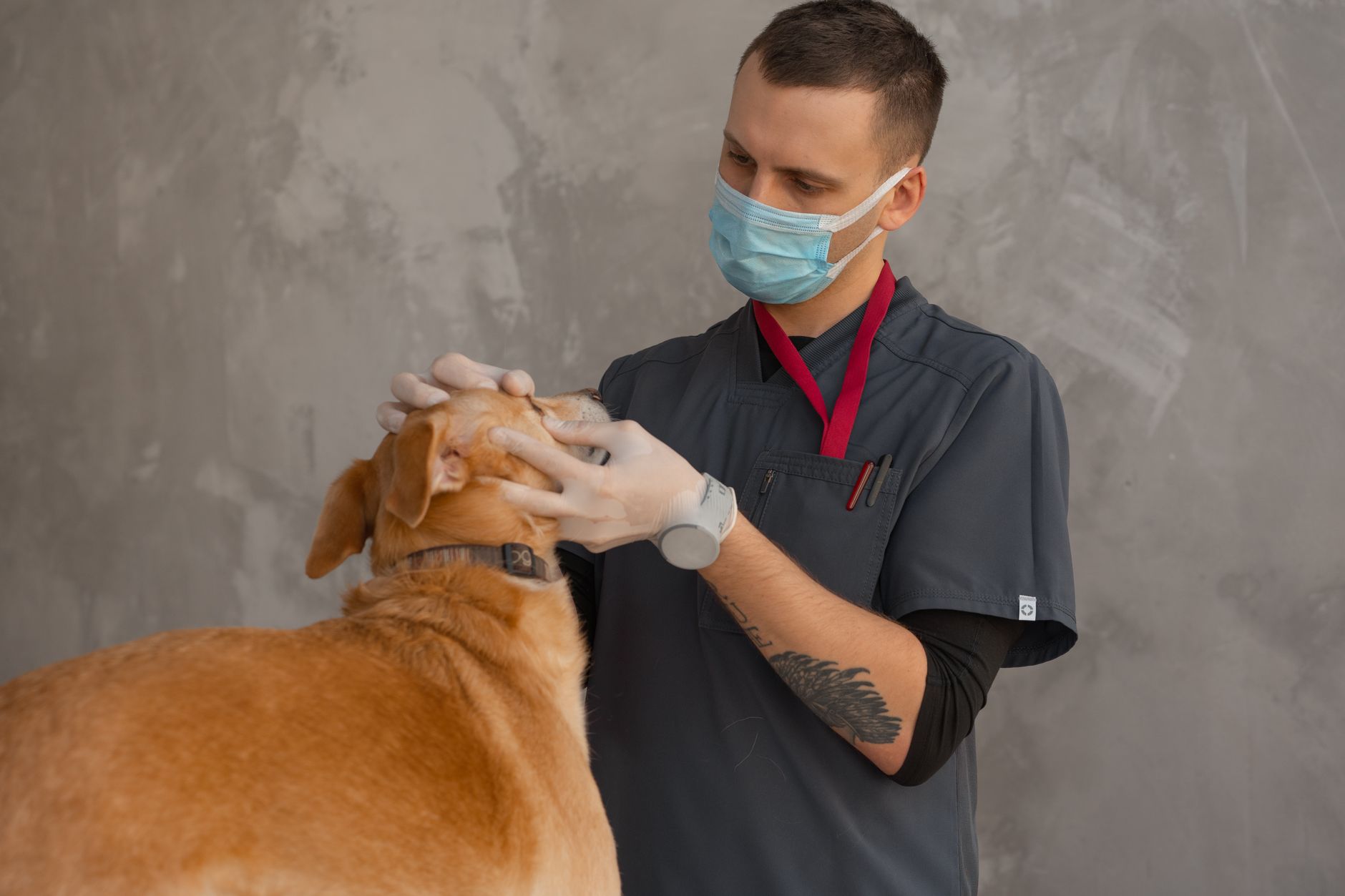 Münchener Verein startet neue Tierkranken- und OP-Tarife für Hund und Katze