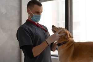Tierärzte warnen vor Qualzucht bei Französischen Bulldoggen