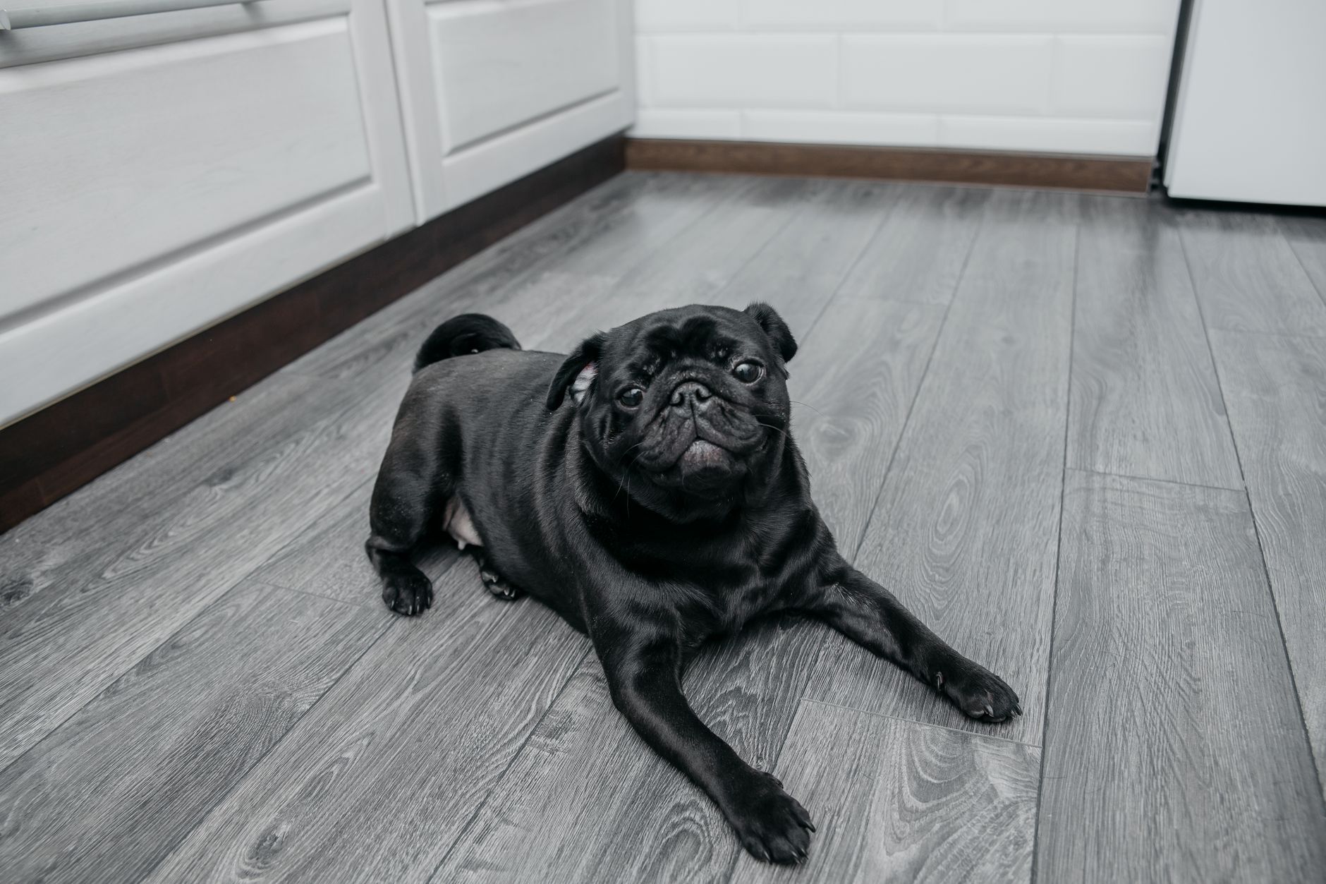 A cute black pug lying on a wooden kitchen floor, looking playful and content.
