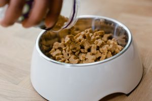Sodbrennen beim Hund: Anzeichen und passende Fütterung