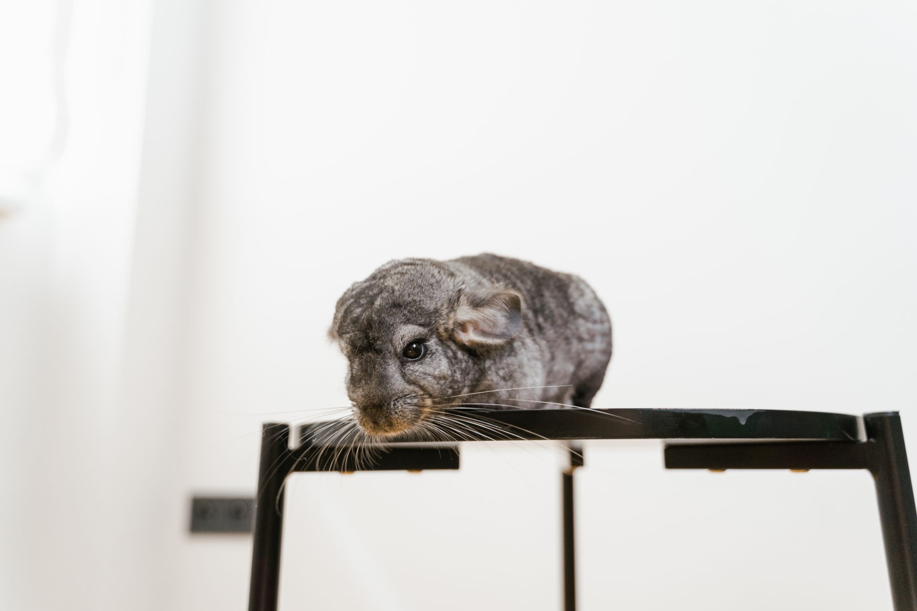 Chinchillas füttern: Heu, Pellets und typische Leckerli-Fallen