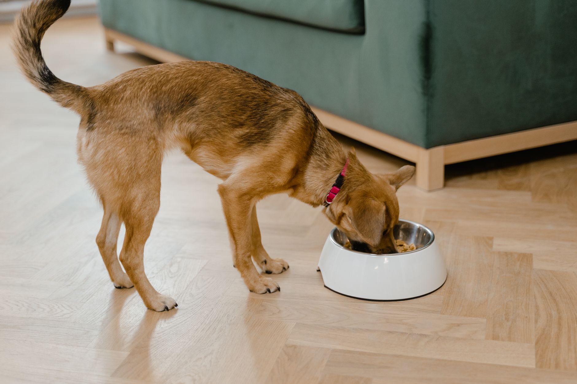 Blähungen beim Hund: Ursachen im Napf und was hilft