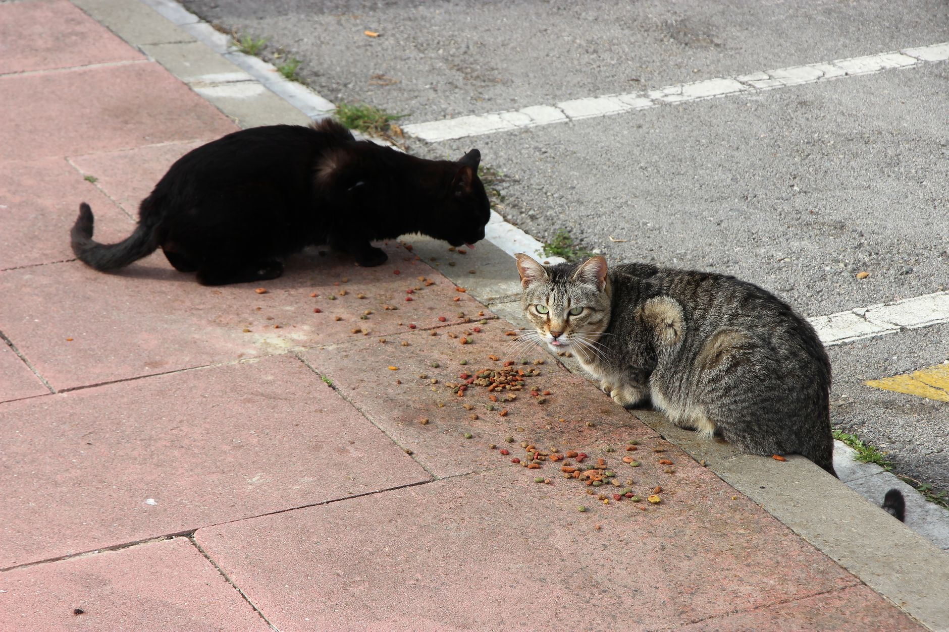 Katze mit Futtermittelallergie: Eliminationsdiät richtig durchführen