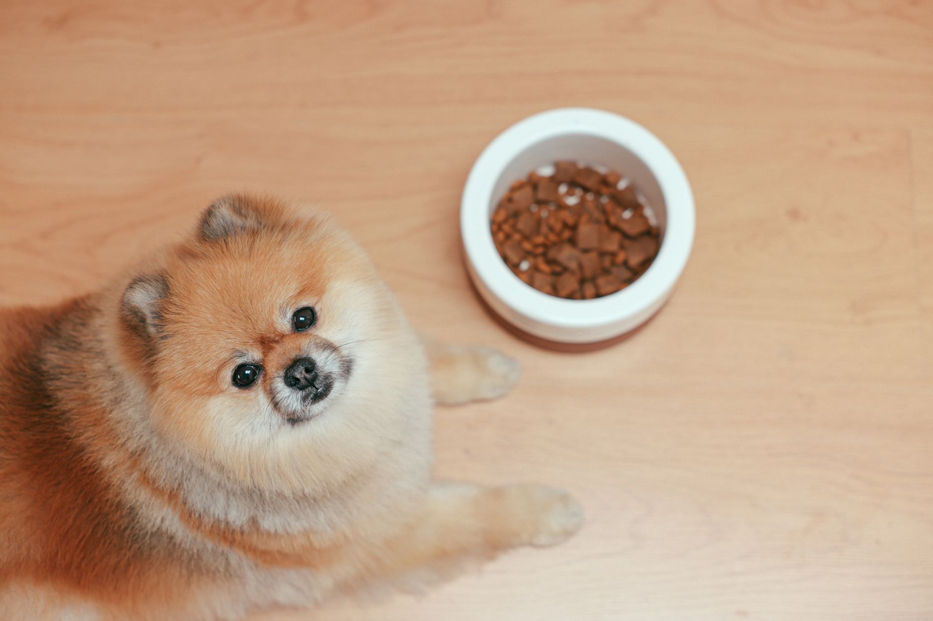 Giftige Lebensmittel für Hunde: Die wichtigste Liste