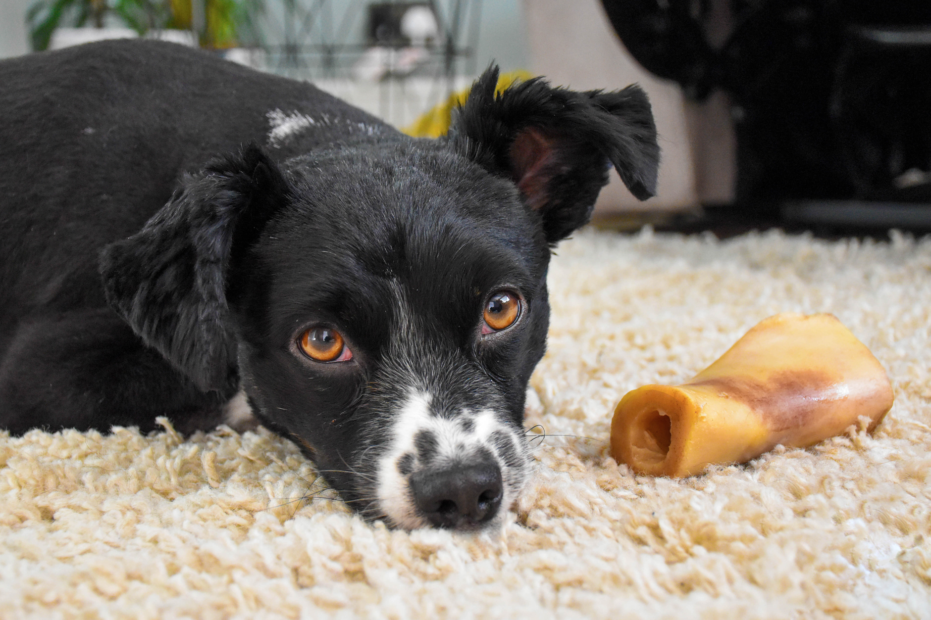 A cute black dog with a white patch resting on a carpet beside a chew bone.